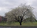 white blossom