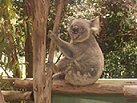 koala