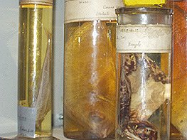 Darwin Centre specimens from HMS Beagle