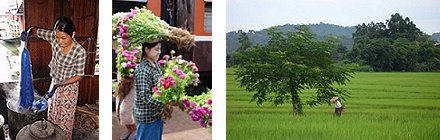 Silk, Flowers and Rice Field