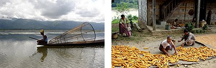 Fisherman and Maize