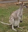 kangaroo