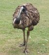 emu