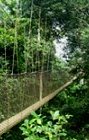 canopy walkway