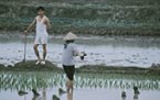 working in the paddy field