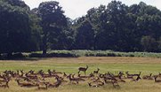 Deer in Richmond Park